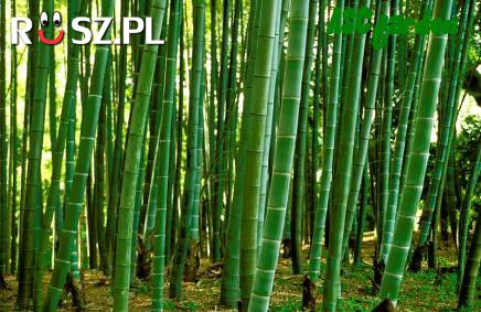Ile centymetrów na dobę przyrasta bambus ?