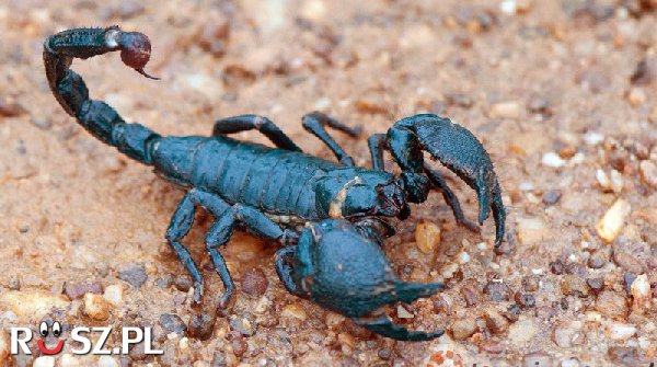 Jak długo skorpion może przeżyć bez jedzenia?