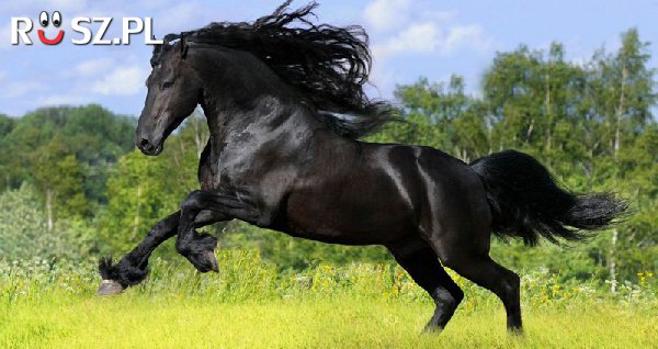 Ile ras koni obecnie żyje na świecie ?