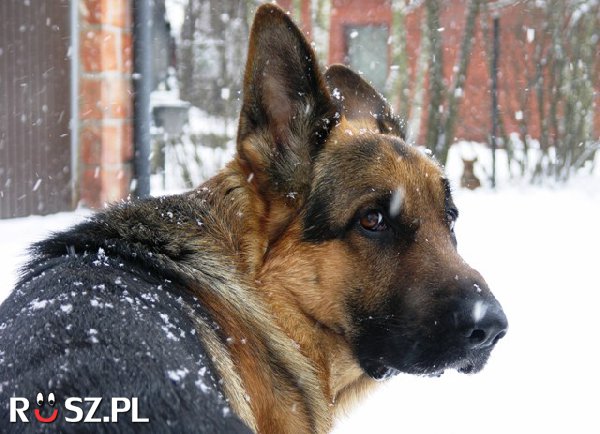 Ile psów żyje w Polsce?