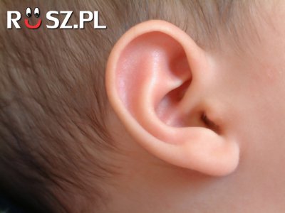Jaką częstotliwość musiało by wychwytywać ucho aby słyszeć pracę mięśni ?