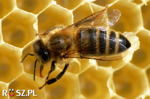 Ile ton miodu wytworzą dziś pszczoły całego świata