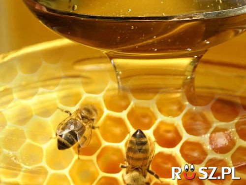 Ile ton miodu wyprodukują pszczoły podczas najbliższej doby?