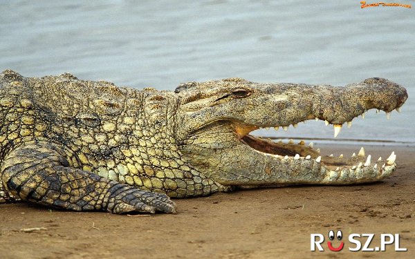 Ile zębów może mieć krokodyl podczas całego życia?