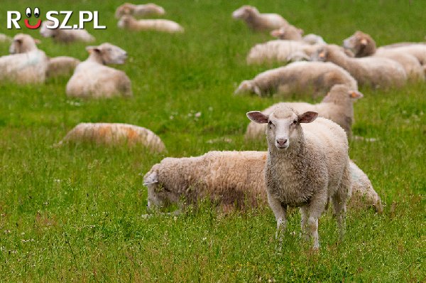 Pasterz miał 20 owiec, wszystkie oprócz 9 odeszły. Ile owiec zostało?