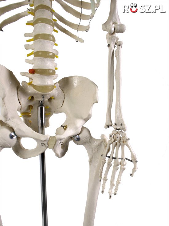 Ile % ciała stanowi szkielet dorosłego człowieka?