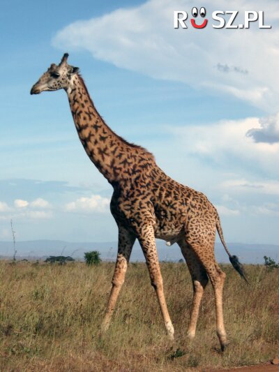 Ile kręgów szyjnych ma żyrafa