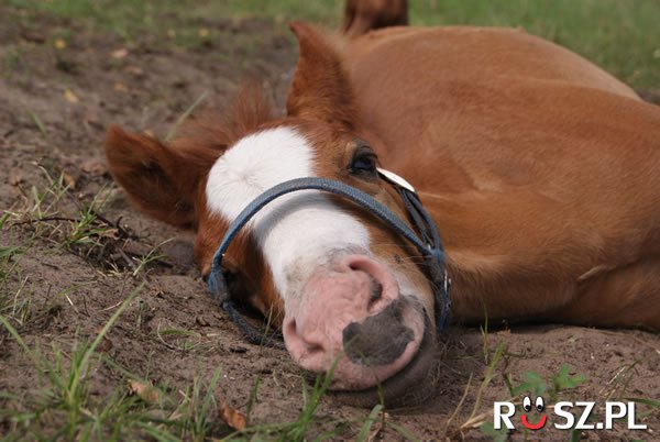 Ile śpi koń?