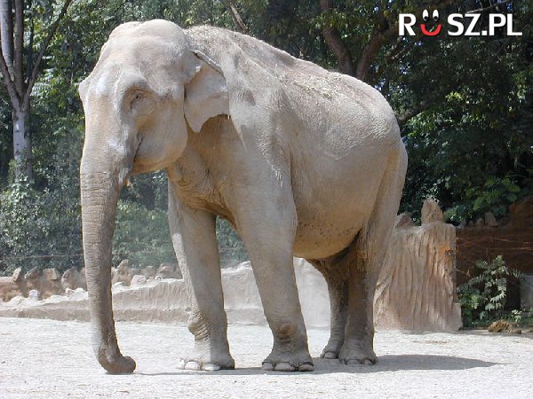 Ile miesięcy trwa ciąża samicy słonia indyjskiego?