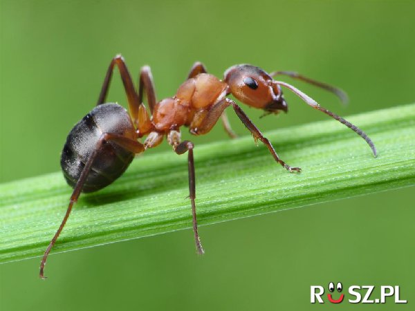 Ile milionów egzemplarzy liczy największa kolekcja mrówek ?
