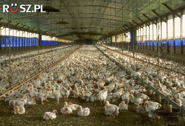 Ile kurczaków zjada przeciętny Polak w ciągu roku?