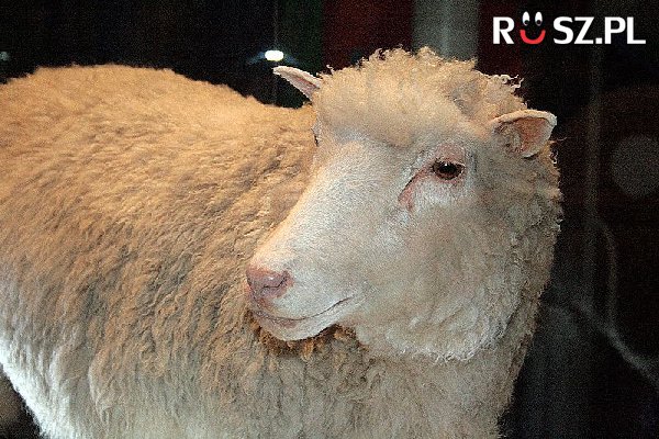 Ile lat żyła sklonowana owca Dolly?