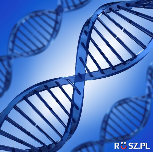 Z ilu zasad azotowych składa się DNA ?