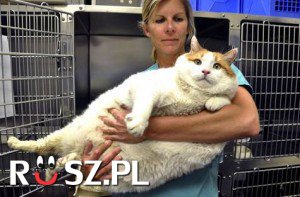 Ile waży ten kot?