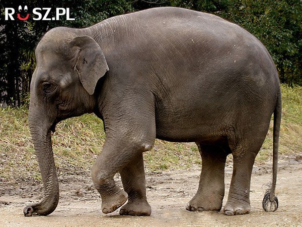 Ile średnio miesięcy trwa ciąża słonia indyjskiego?