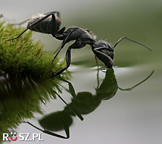 Ile mamy gatunków mrówek w Polsce?
