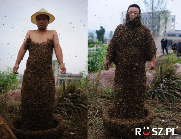 Ile kg pszczół ma na swoim ciele?
