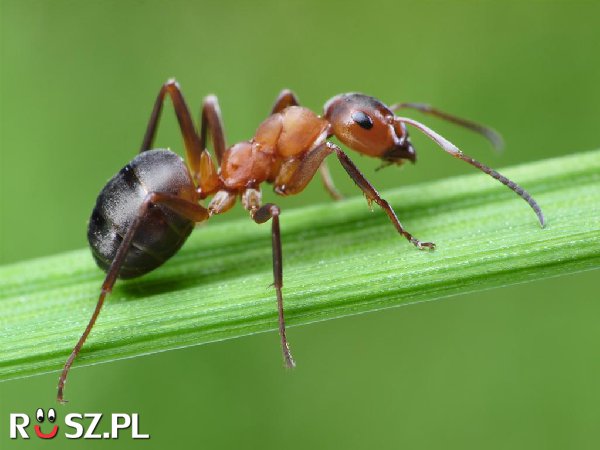 Ile lat może przeżyć królowa mrówek ?