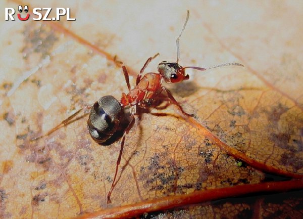 Ile jest gatunków mrówek?