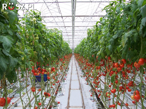 Ile pomidorów zjada statystyczny Polak w ciągu roku?