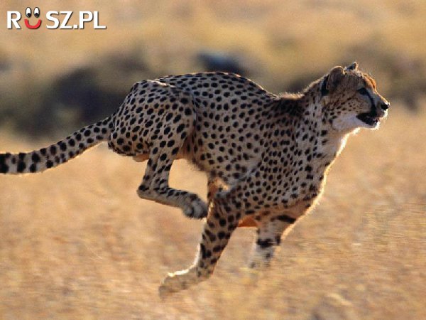 Jak szybko może biec gepard?