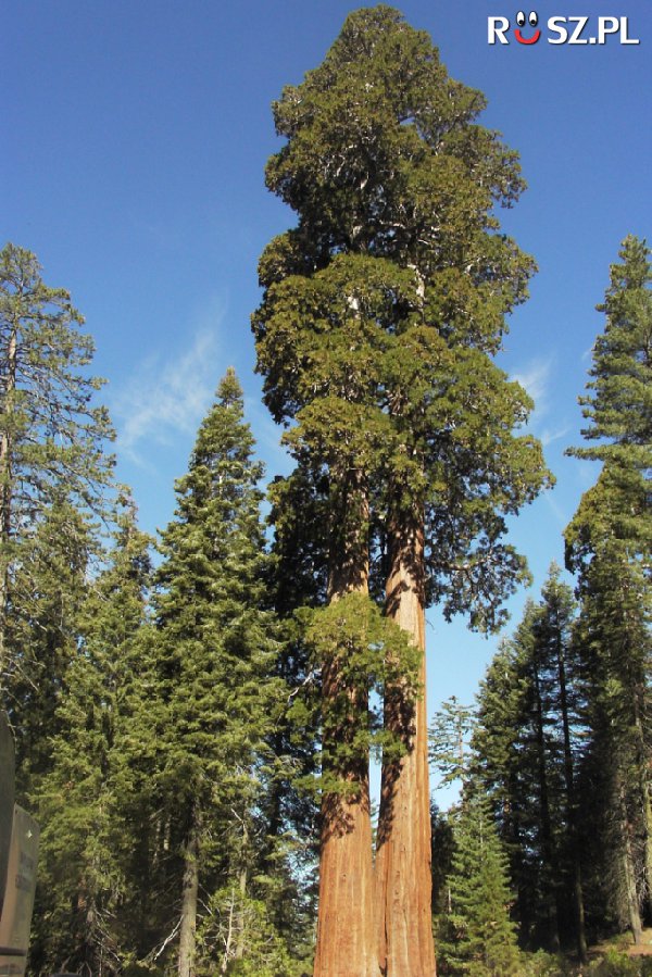 Ile metrów mierzyło najwyższe notowane drzewo?