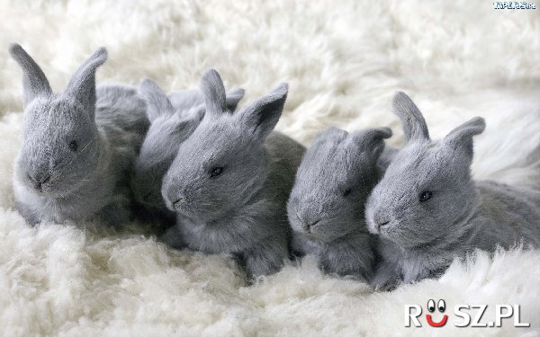 Ile króliczków urodziło się w tym miocie?